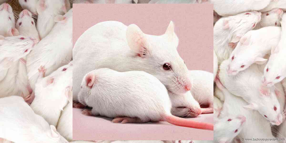 Scientists just created female clones of male mice