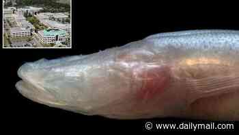 Mysterious 'demon' creature discovered lurking beneath Alabama's 'Area 51'