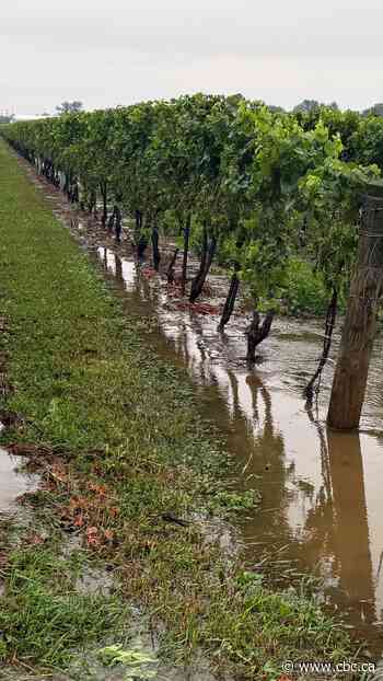 How grape growers from Niagara-on-the-Lake are dealing with back-to-back rainstorms