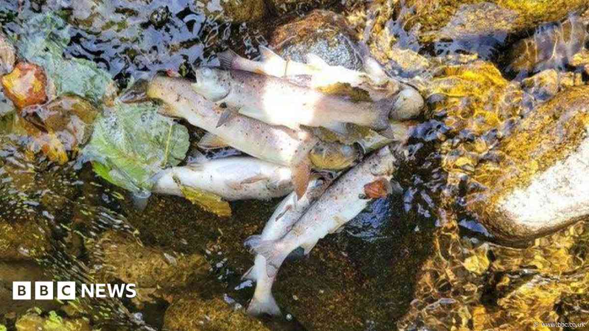 Generations of fish 'wiped out' after pollution incident