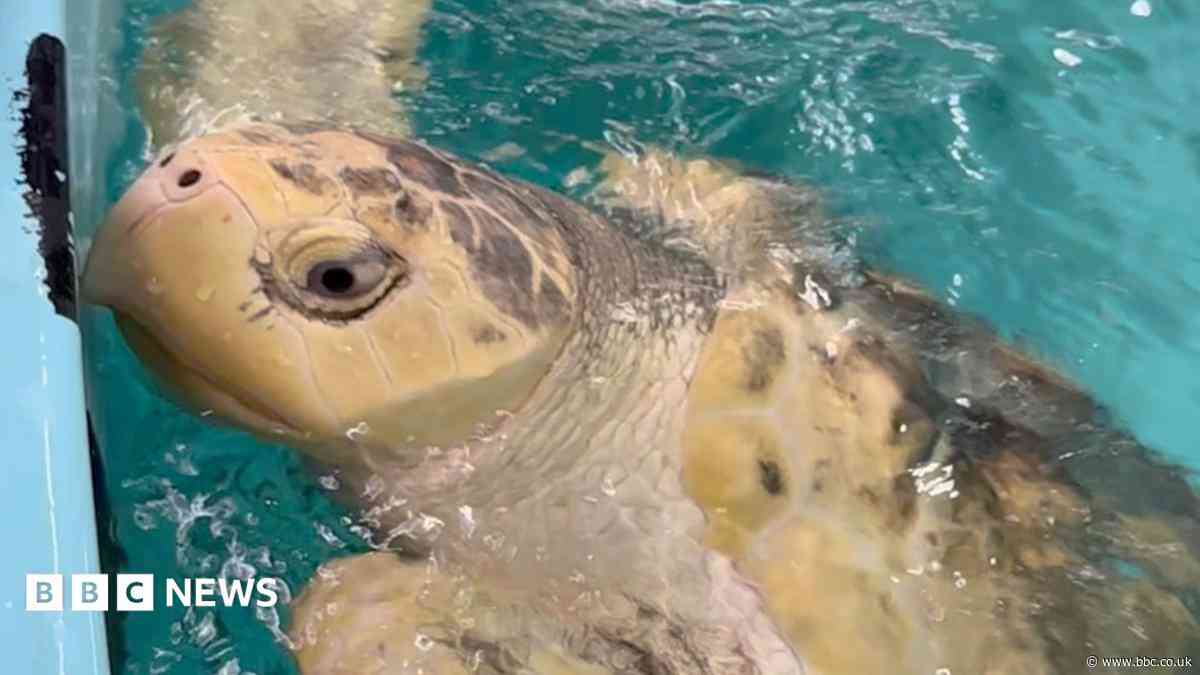 Rare turtle's flight from Wales to Texas