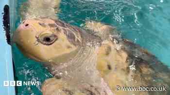 Rare turtle's flight from Wales to Texas