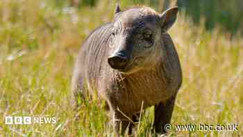 Rare piglet the size of 'a grapefruit with legs' born at zoo