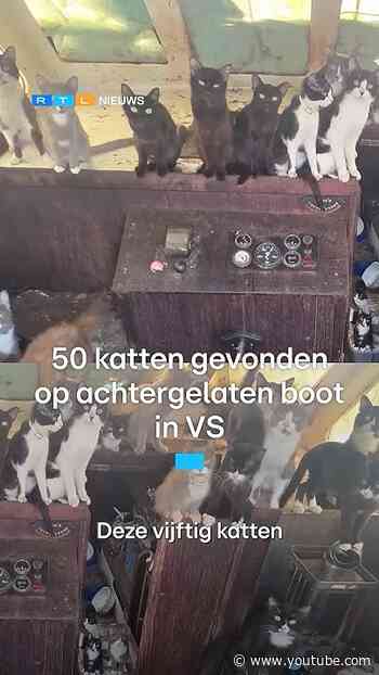 50 katten op boot achtergelaten, deze Amerikaan schoot zwemmend te hulp | RTL Nieuws
