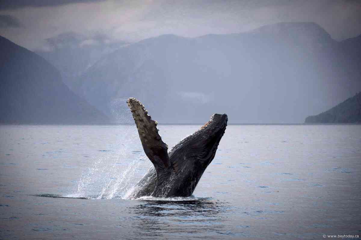 Two fisheries officers injured when vessel collides with humpback whale in B.C.