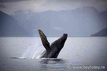 Two fisheries officers injured when vessel collides with humpback whale in B.C.