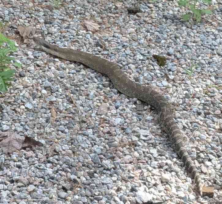 Callander woman gets surprise visitor - two-and-a-half foot snake slithers into yard