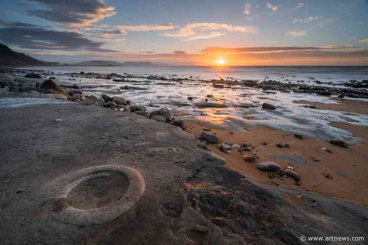 Sale of a “Stunning” UK Fossil Collection to the Natural History Museum Abu Dhabi Sparks Controversy