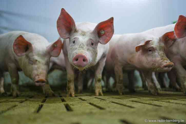 Stall in Flammen – Hunderte Schweine tot