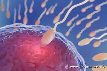 Sperm DNA Damage, Not Just Female Health, May Explain Repeated Miscarriages, Fertility Experts Say