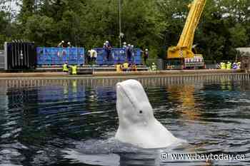 Another six whales being moved out of Marineland, headed to U.S. aquariums