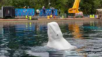 Another 6 whales being moved out of Marineland in Niagara Falls, Ont., headed to U.S.
