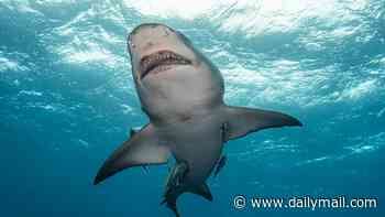 Idiotic new trend that sees New Jersey visitors FEED sharks so they can pose for photos with them sparks fears of attack surge