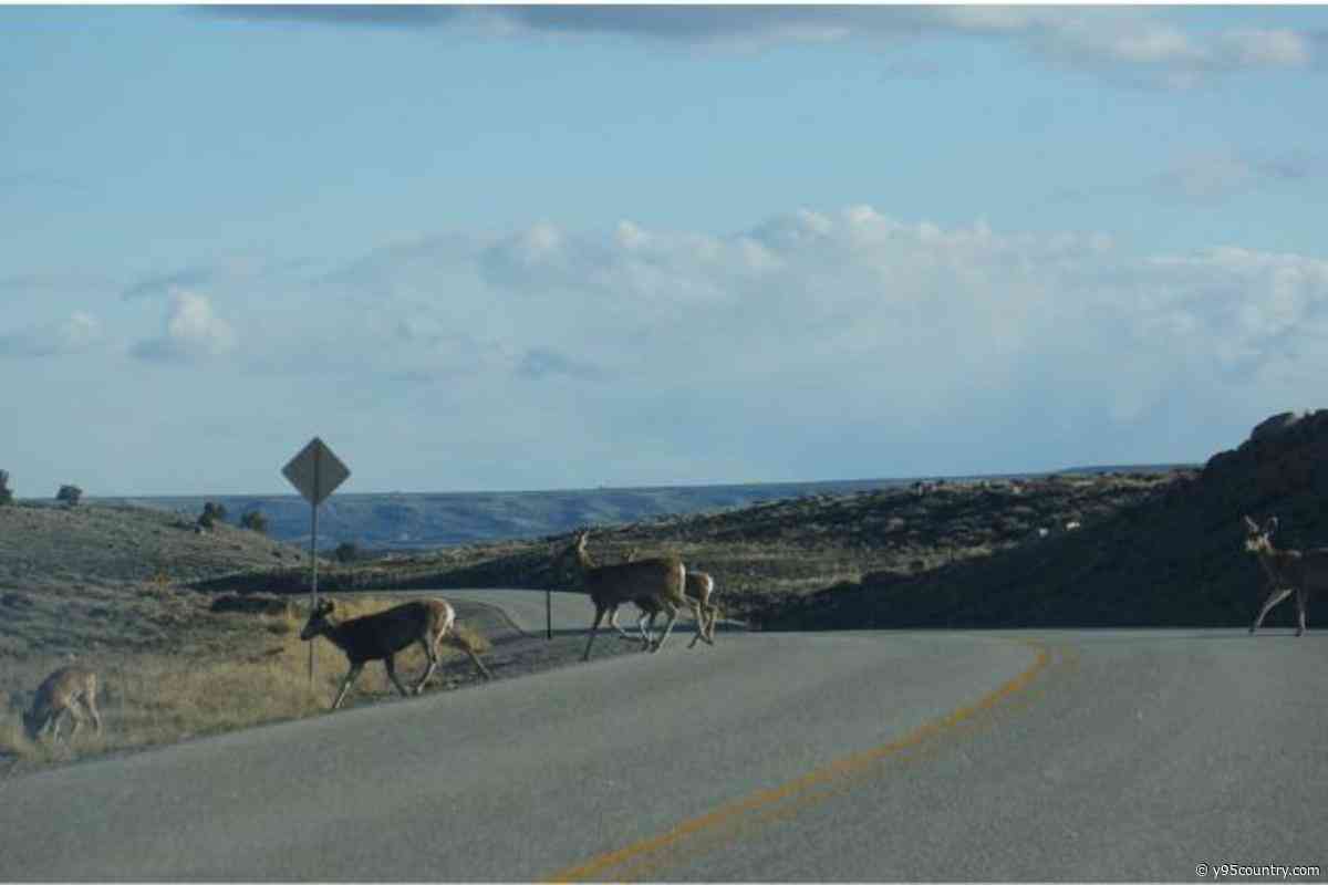 WYDOT Says Drought Conditions Increasing Risks Of Collisions With Animals