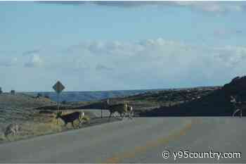 WYDOT Says Drought Conditions Increasing Risks Of Collisions With Animals