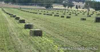 Exceptionally well developed irrigated fodder factory on market | Video