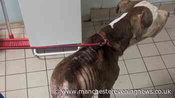 Man who left dog emaciated in filthy Rochdale house banned from keeping animals