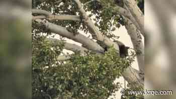 Another bear spotted, safely removed in northeast Albuquerque