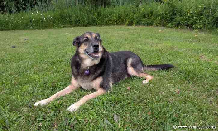 How to plan for the cost of caring for an aging pet