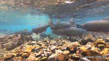 Parks Canada finding success in reviving threatened fish species in Banff