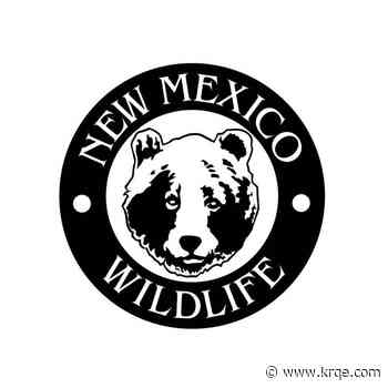 Conservation officers investigating after bear bites man in the East Mountains