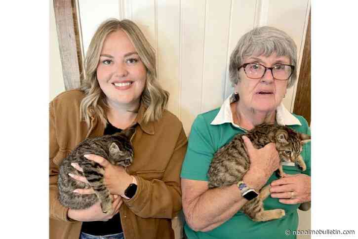 Vancouver Island woman’s action helps save 4 kittens