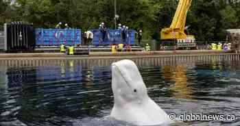 Another six whales being moved out of Marineland, headed to U.S. aquariums