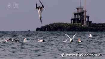 Gannets diving into the sea in Portland, Victoria