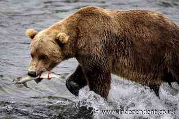 Alaska community split on plan to create a gold mine in the middle of a national park