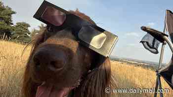 The eclipse snapped by YOU: Daily Mail readers show how they enjoyed Britain's dramatic eclipse