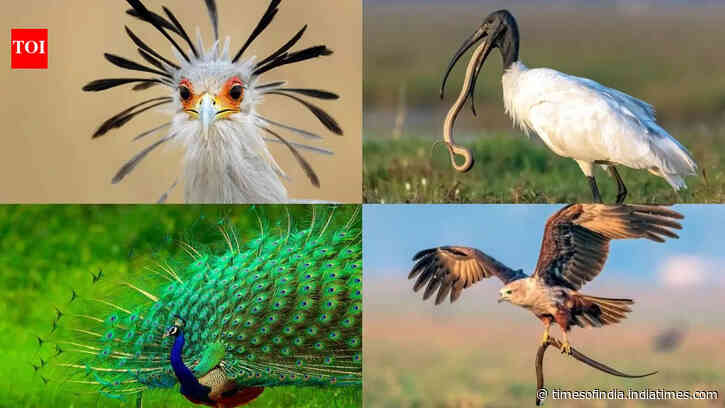 Birds that eat snakes: Nature's unlikely serpent hunters