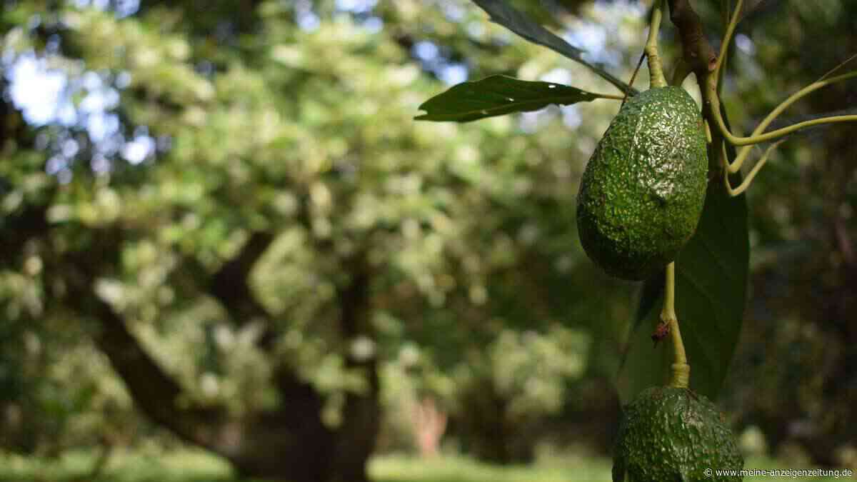 Avocado bis Zitrone: Exotische Pflanzen selbst ziehen