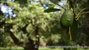 Avocado bis Zitrone: Exotische Pflanzen selbst ziehen