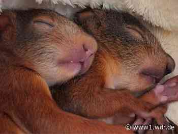 Hitze bringt Wildtierstationen an ihre Grenzen