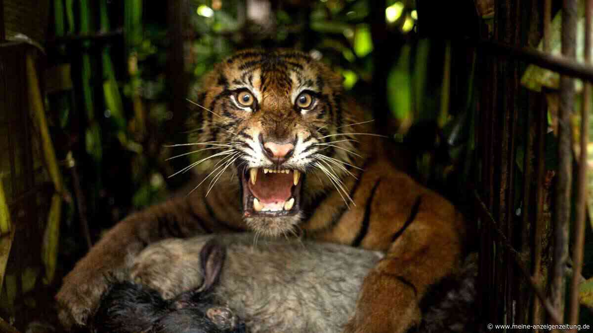 In der Falle: Tigerin sorgt auf Sumatra für Aufregung