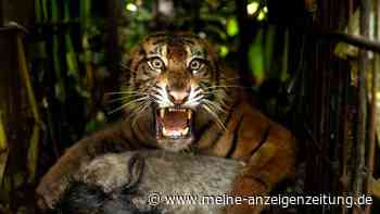 In der Falle: Tigerin sorgt auf Sumatra für Aufregung