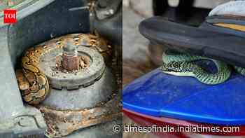 Why snakes enter cars, scooters and even toilets: What attracts them to these places