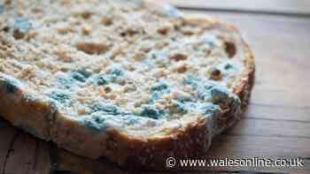 Keep bread fresh for days longer by wrapping it in 1 unlikely household item