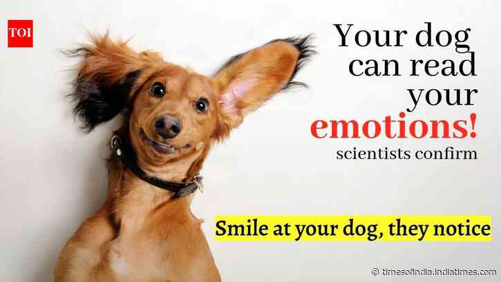 Dogs can read human emotions! Scientists want you to smile