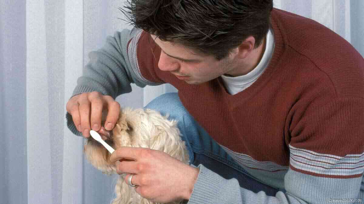 Zahnpflege beim Hund: Warum ein Kauknochen allein nicht reicht
