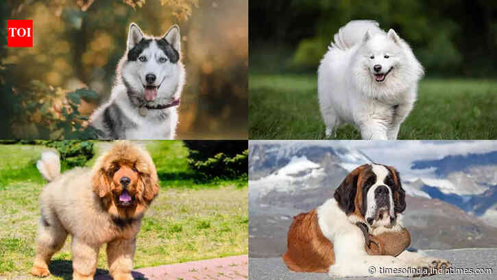 ​Huskies to Bulldogs: Why some of India’s most ‘trendy’ dog breeds struggle to cope with the summer heat​