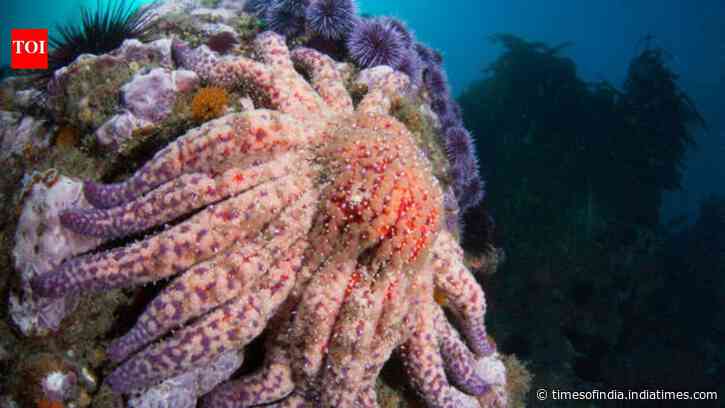 More than 99% of California’s sunflower sea stars vanished, now scientists have found a mysterious colony that could help revive dying kelp forests