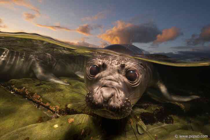 20 magnificent finalists from the 2026 Ocean Photographer of the Year awards