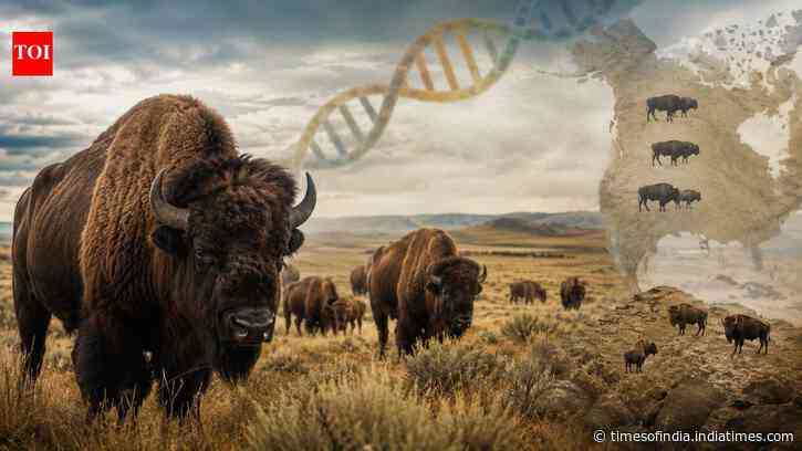 North American bison fell from millions to hundreds, but ancient DNA shows diversity survived