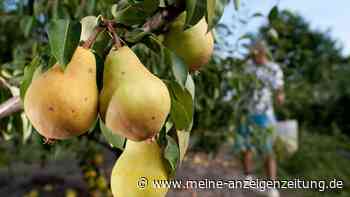 Ernte-Tricks: So bleiben Obst und Gemüse monatelang frisch