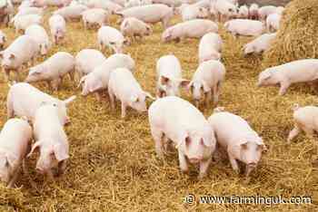 Pig producers lose £20 a head as margins plunge