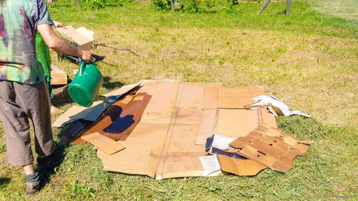Karton-Methode im Garten: So verdrängen Gartenbesitzer Unkraut ohne Chemie