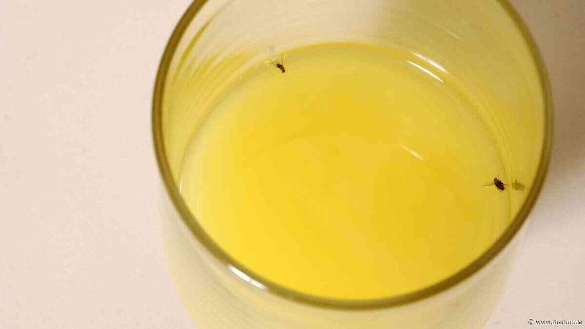 Fruchtfliegen-Alarm in der Küche: Diese Hausmittel helfen wirklich