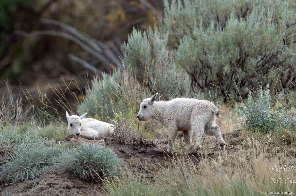 Status of 'iconic' mountain goats living near evacuated B.C. community is uncertain