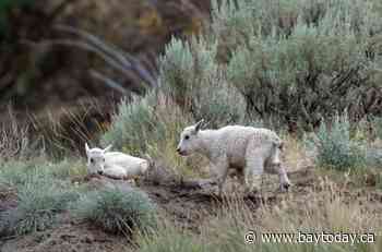 Status of 'iconic' mountain goats living near evacuated B.C. community is uncertain